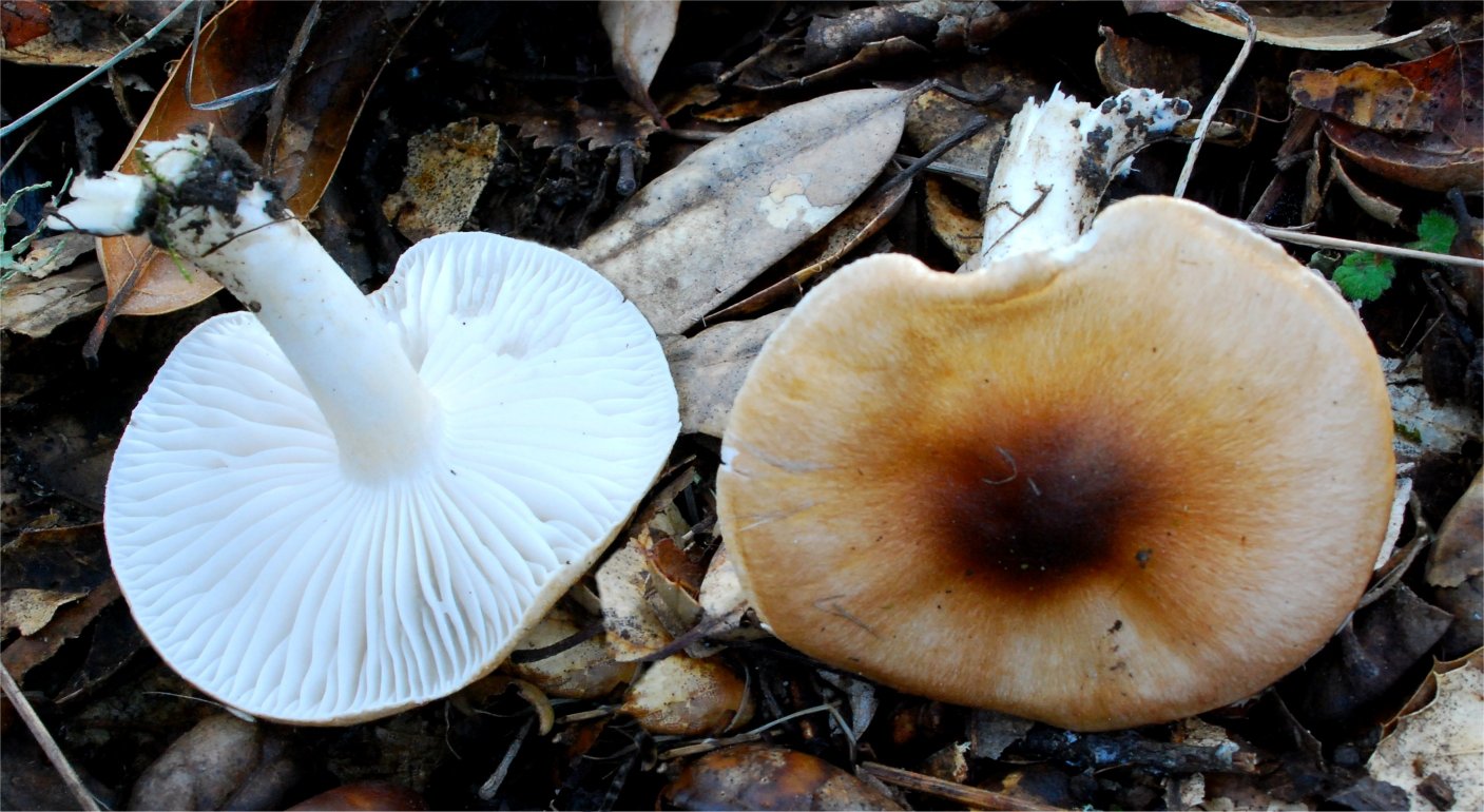 Hygrophorus arbustivus 5320-1.jpg