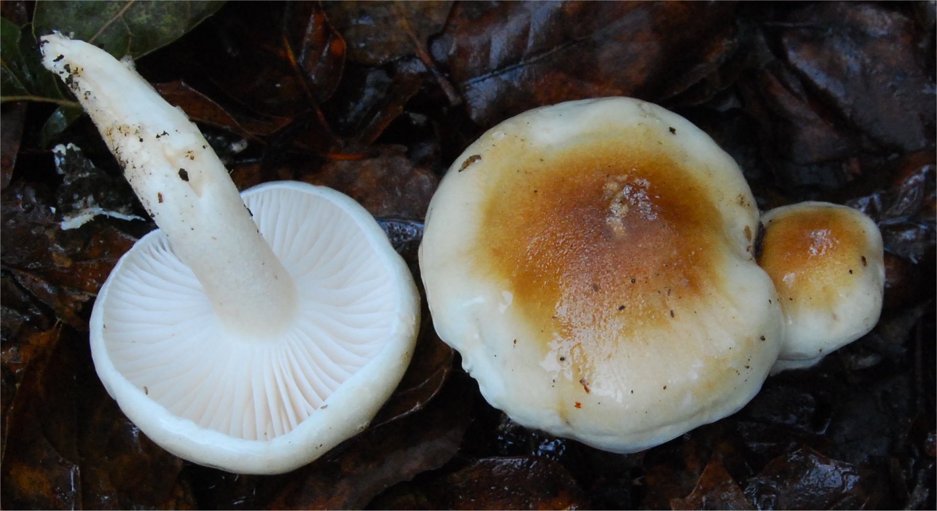 Hygrophorus arbustivus 5893.jpg