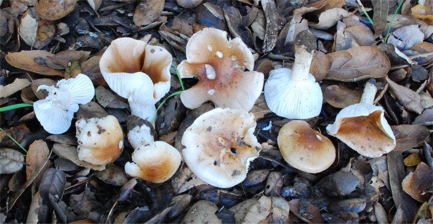 Hygrophorus arbustivus 5439 -2.jpg