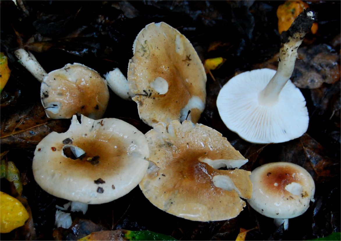 Hygrophorus arbustivus 5937.JPG