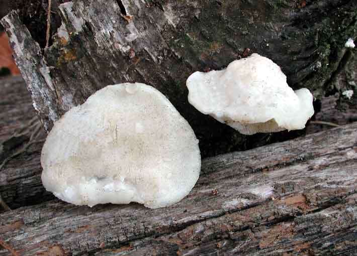 Tyromyces_chioneusGR.jpg