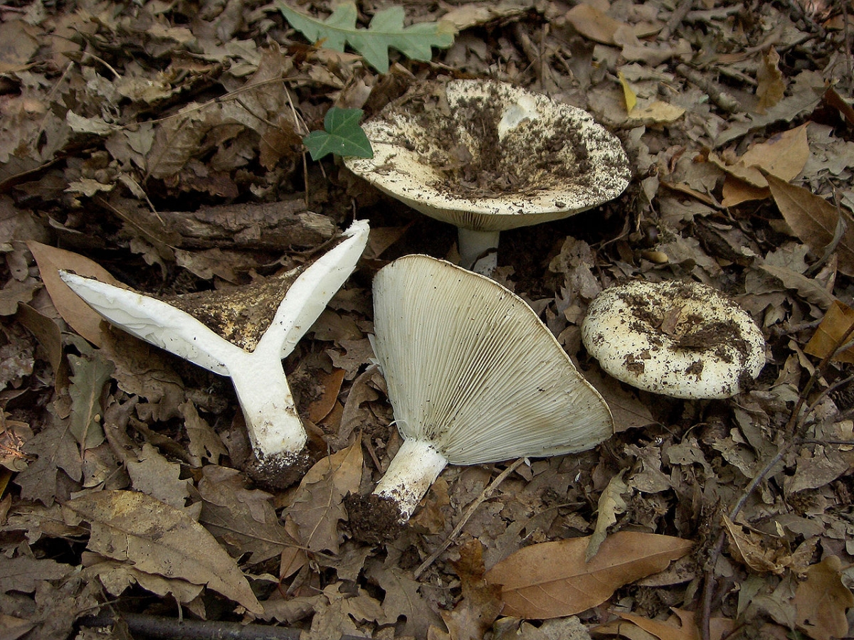 1280px-Russula_chloroides.jpg
