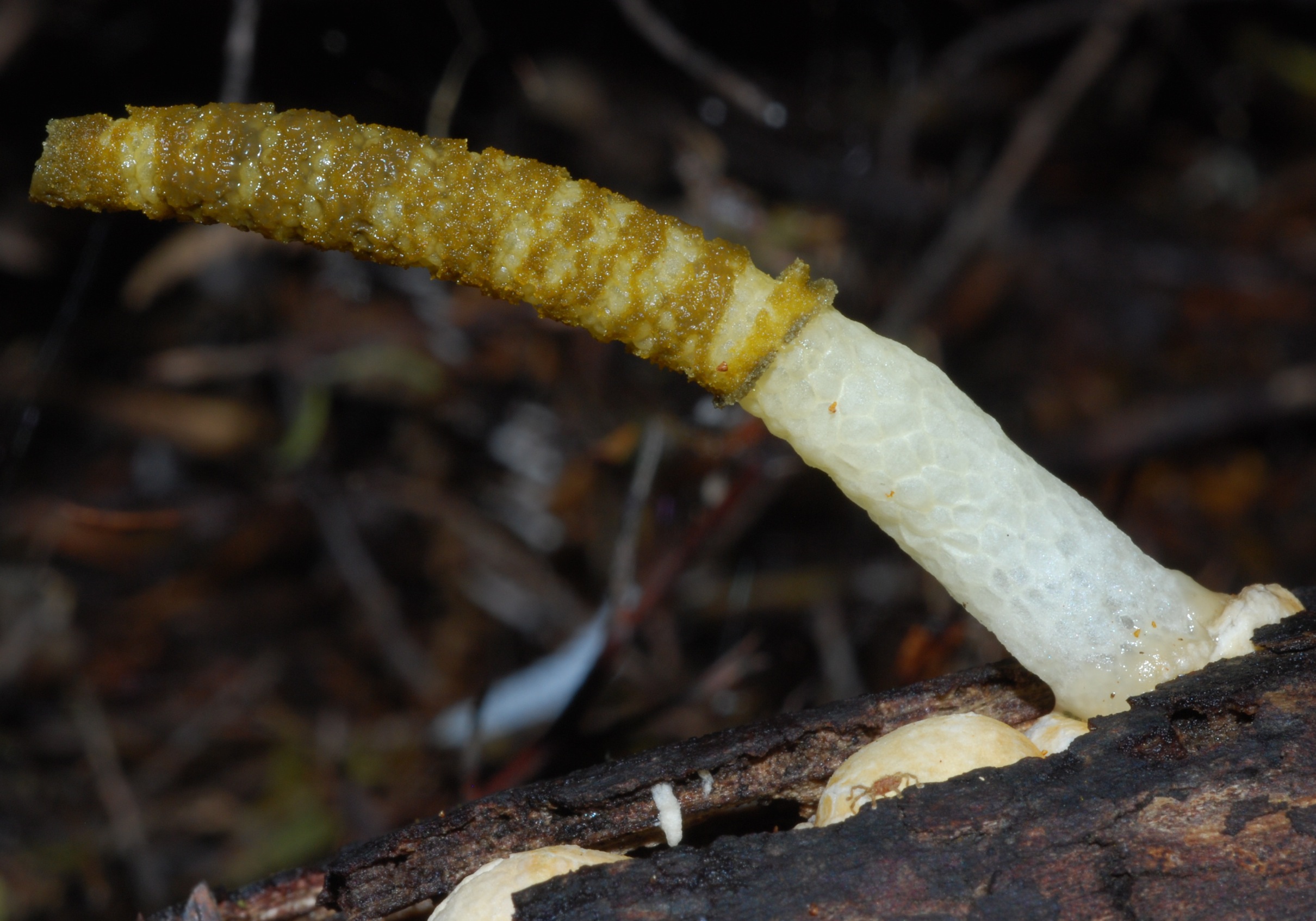 Mutinus_borneensis_39335.jpg