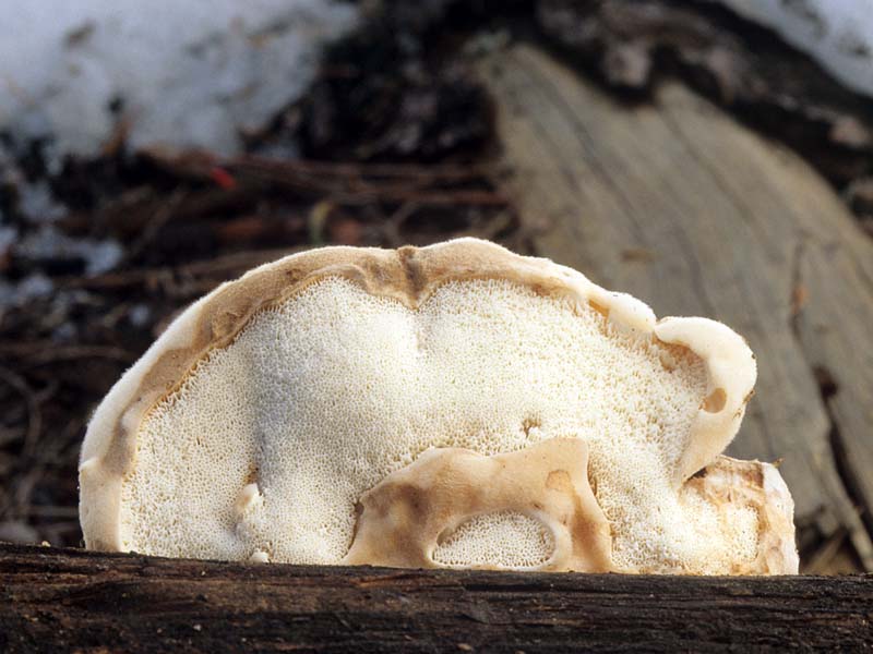 Postia_leucospongia(mgw-02).jpg