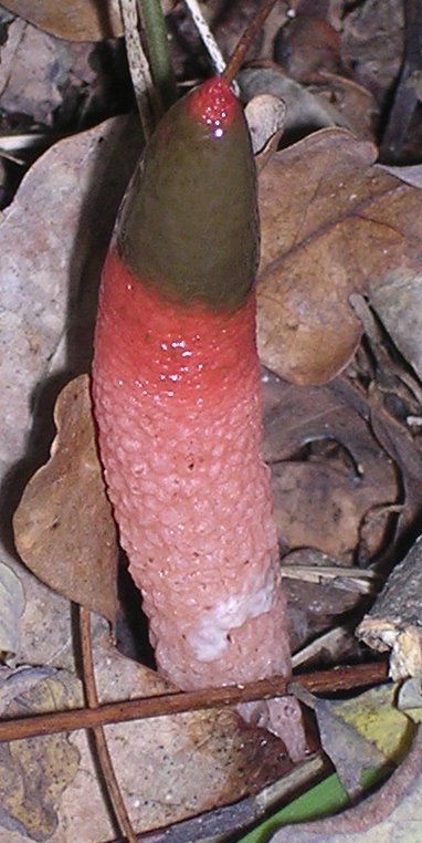 Mutinus_ravenelii_01.jpg