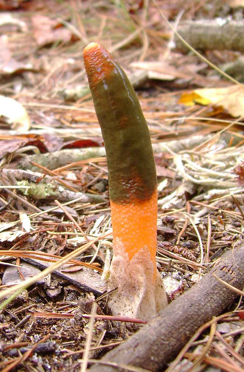 800px-Mutinus_elegans_45276_crop.jpg