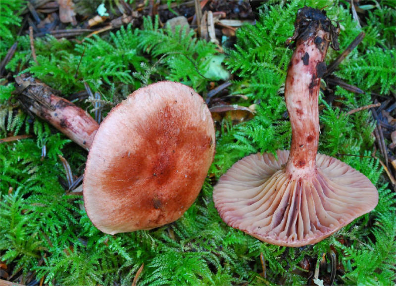 Hygrophorus capreolarius 3148-1_small.jpg
