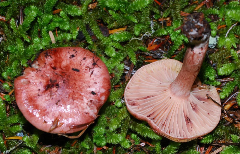 Hygrophorus capreolarius 158-1_small.jpg