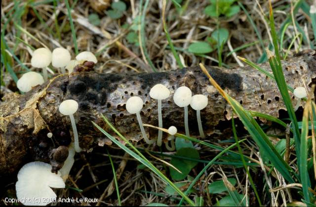 Hemimycena_crispula_2010_alr_1.jpg