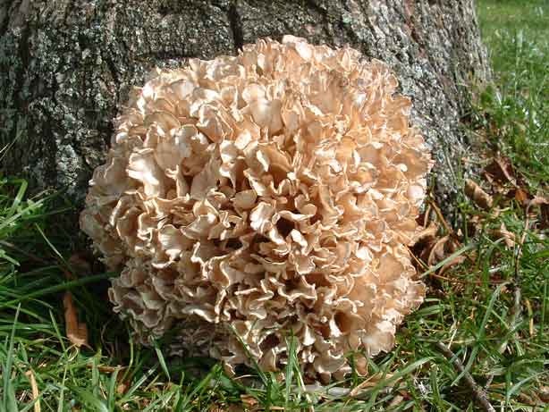 sparassis-laminosa.jpg