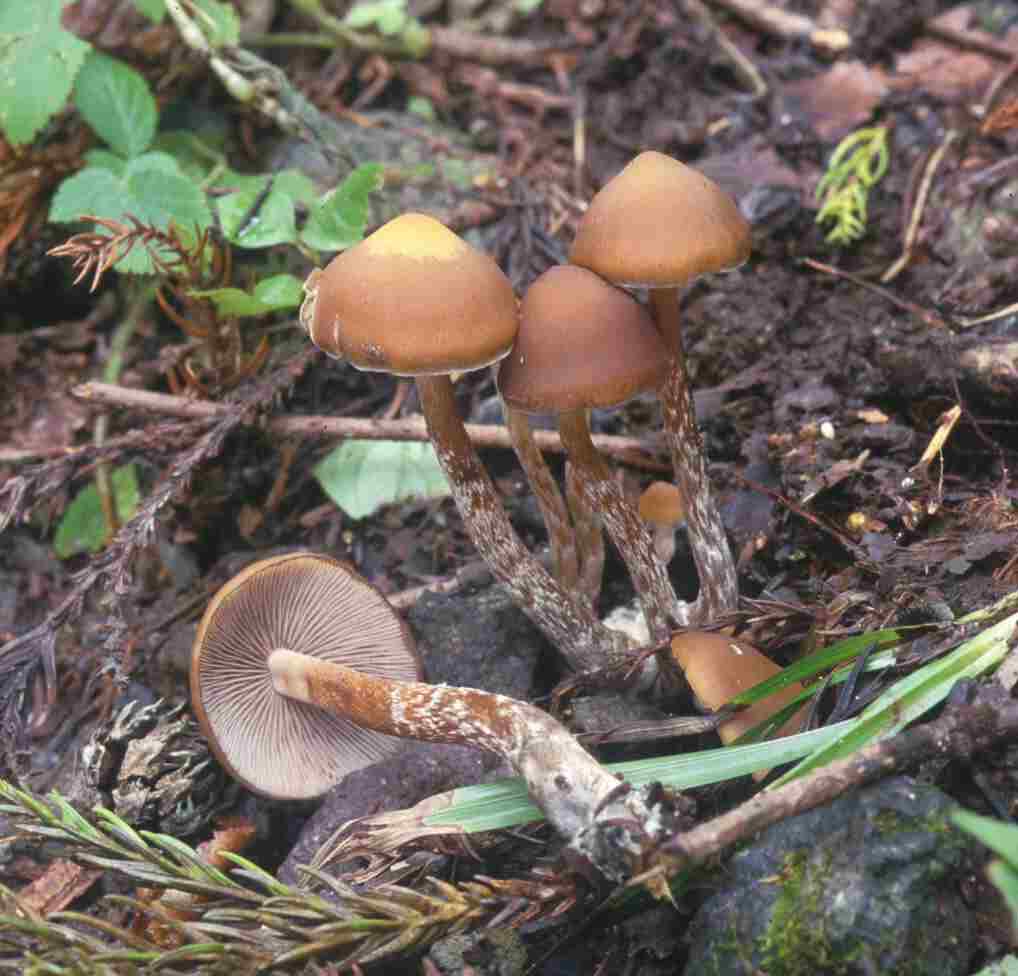 92887-hikagesibi.jpg