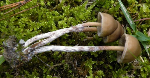 435293813-p_argentipes_003.jpg