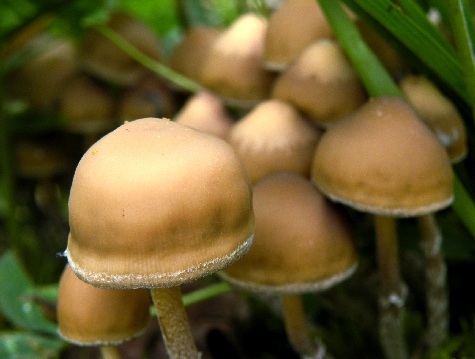 435293799-p_argentipes_002.jpg