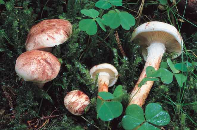 Hygrophorus purpurascens.jpg