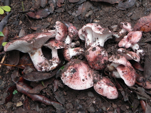 Hygrophorus russula.jpg