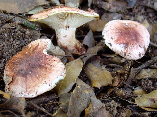 Hrussula.jpg