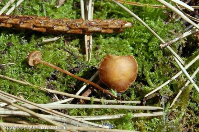 Psilocybe_xeroderma_2010_td_1.jpg