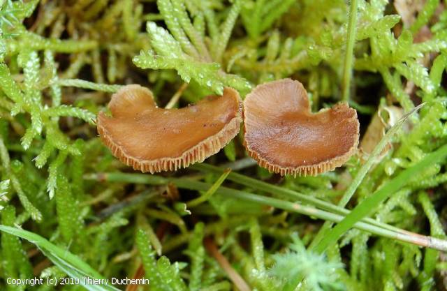 Psilocybe_xeroderma_2009_td_2.jpg
