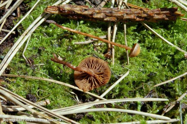 Psilocybe_xeroderma_2010_td_2.jpg