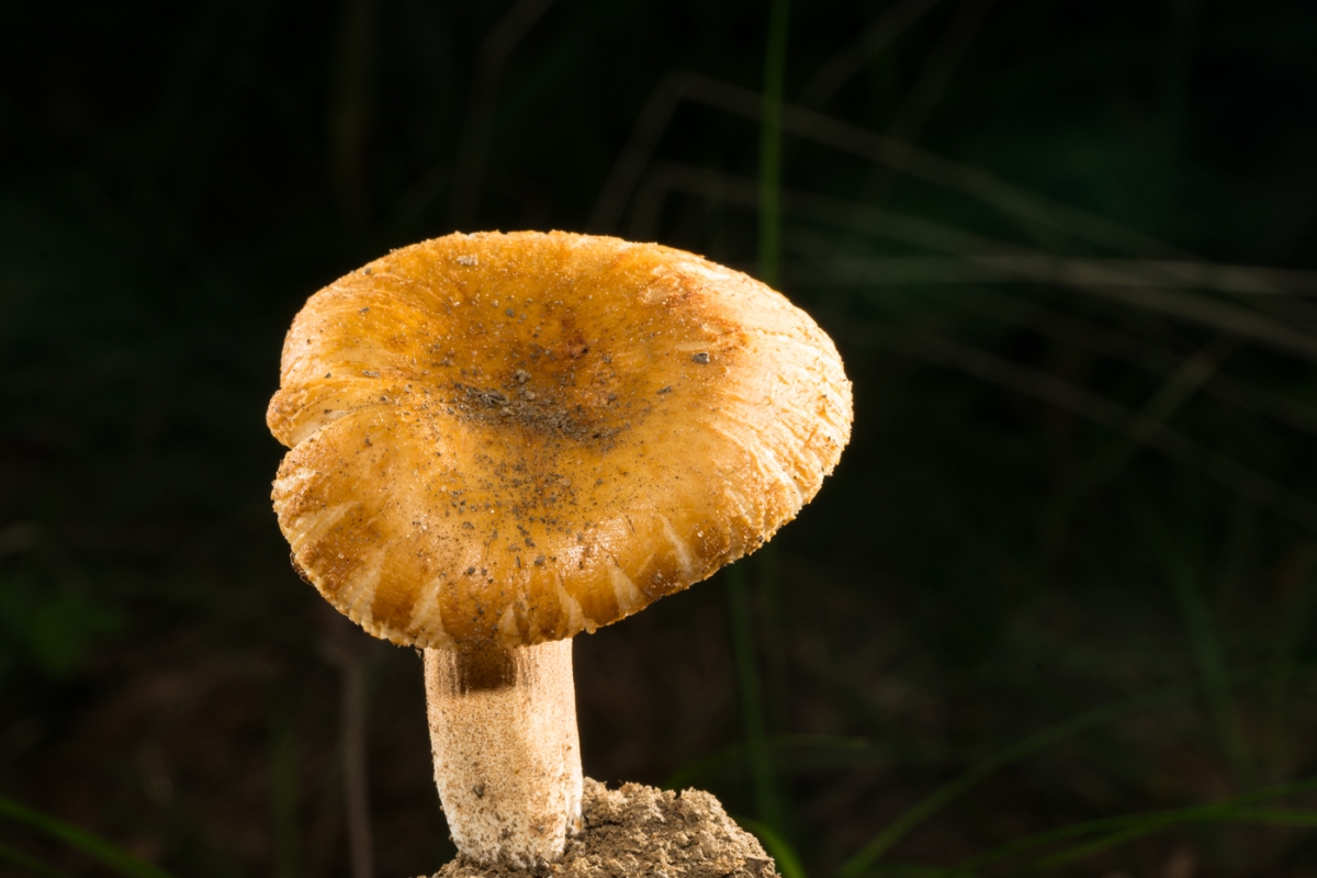 25ab4d8c92c966534789745e9e34d9c4.jpg