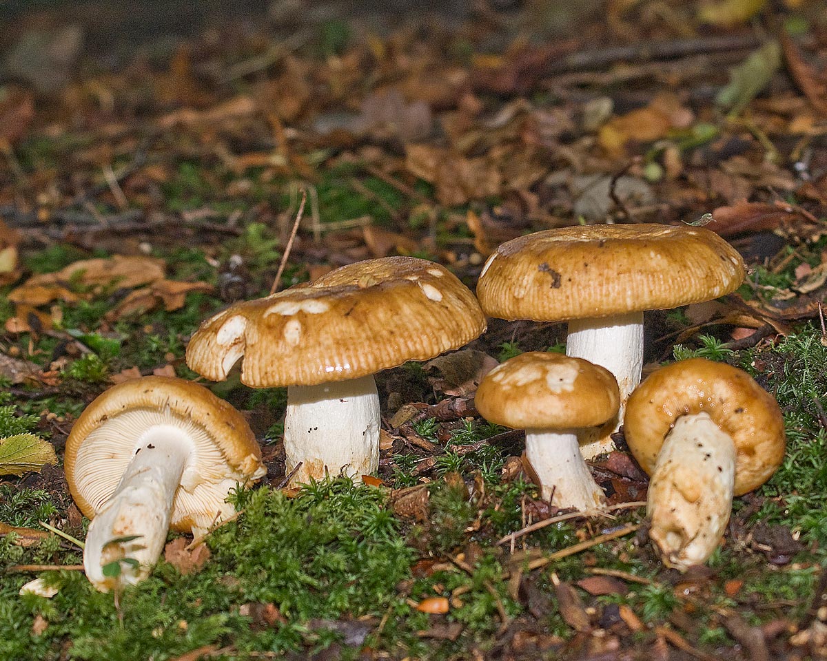 2009-09-15_Russula_foetens_Fr_57077.jpg