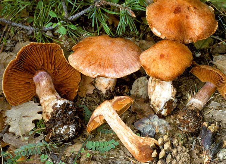 cortinarius_solis-occasus.jpg