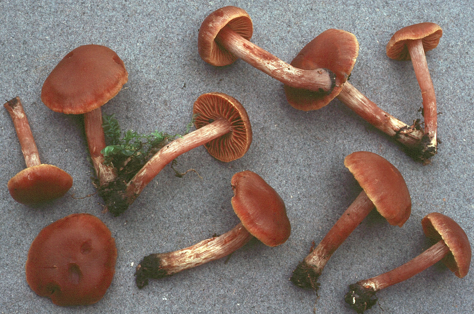 SV02_001.jpg