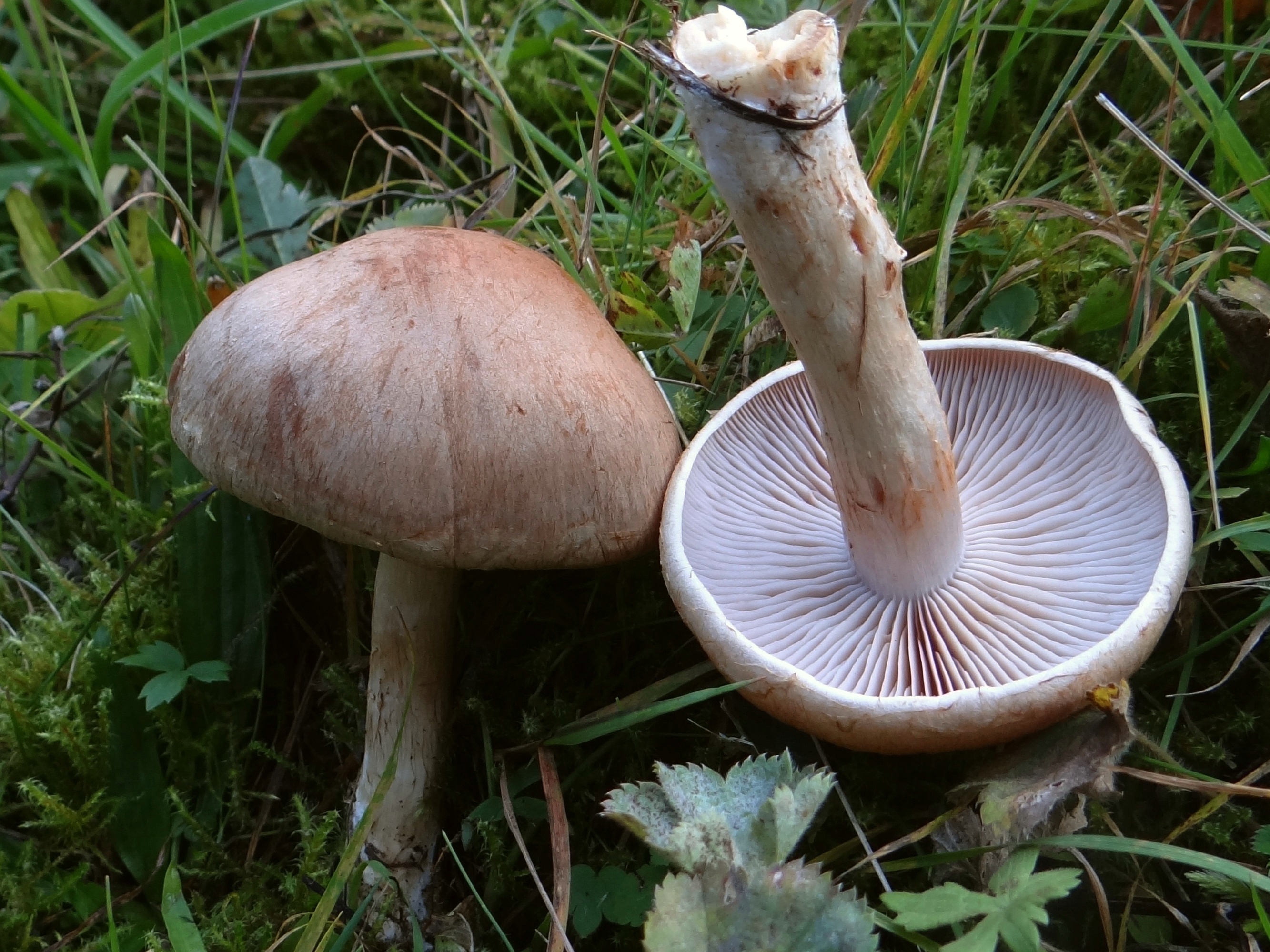 Cortinarius_spilomeus_(3).JPG