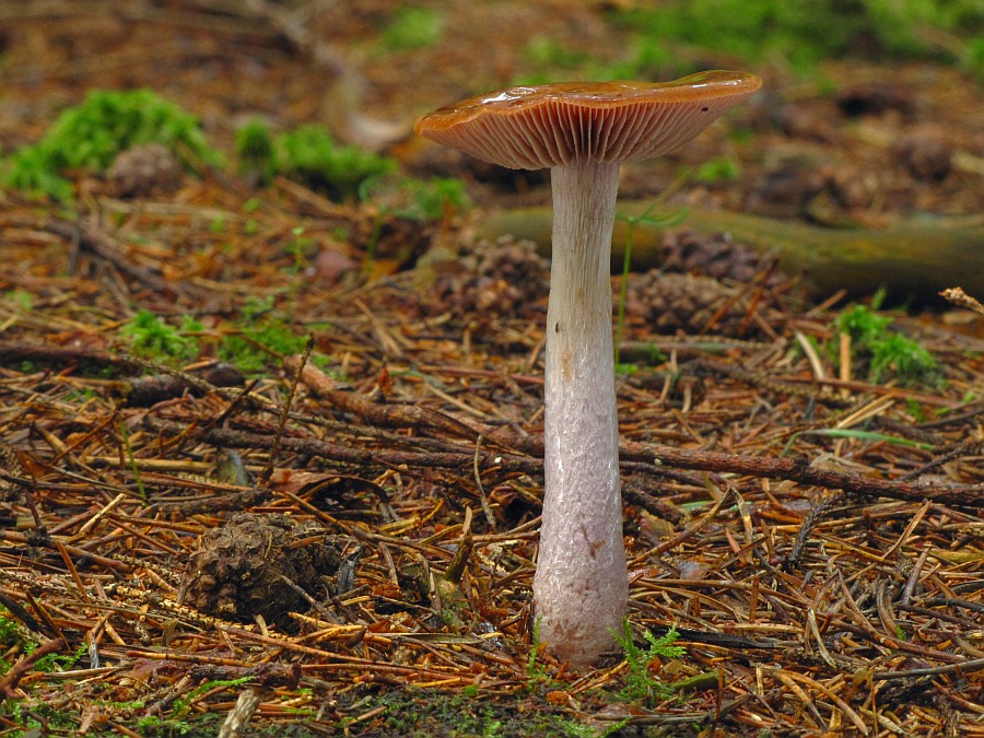 Cortinarius_stillatitius.jpg