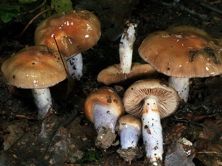 cortinarius_stillatitius_(yd)_1.jpg