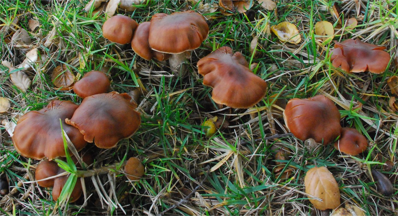 Cortinarius subbalaustinus 30860-5.jpg