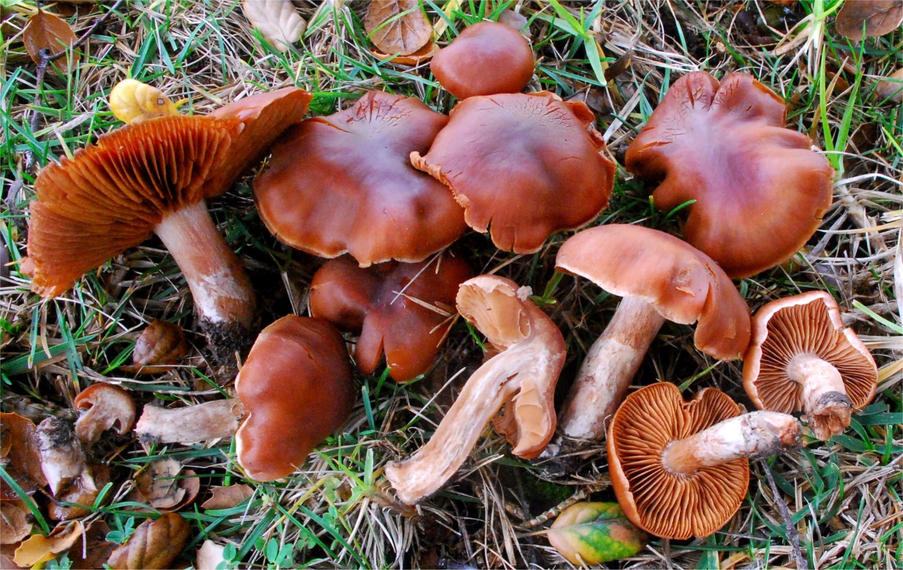 Cortinarius subbalaustinus 30860-1.jpg