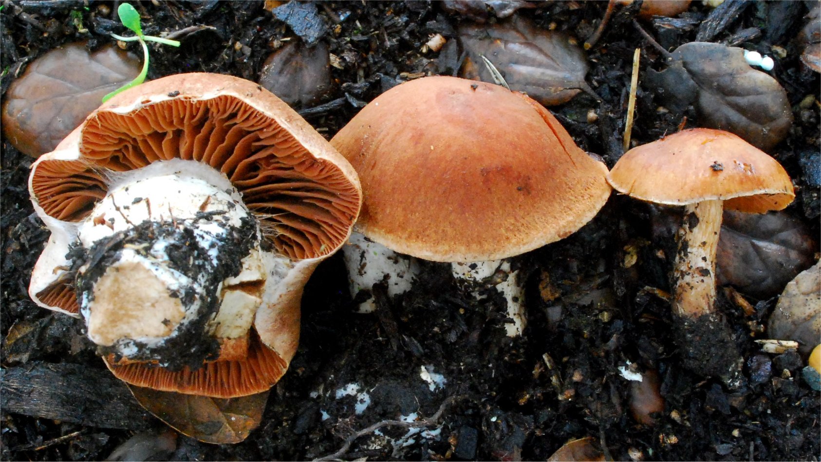 Cortinarius subbalaustinus 30860-3.jpg