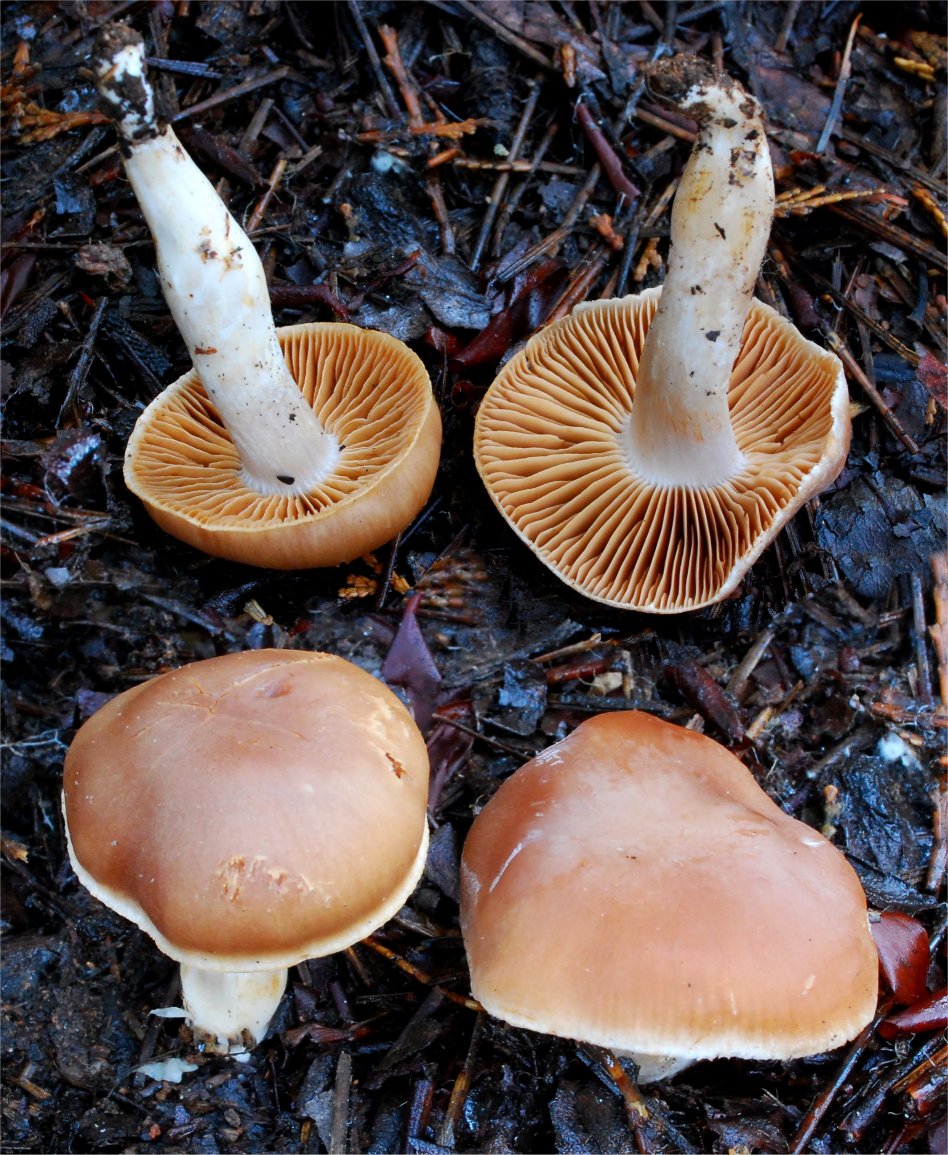 Cortinarius subbalaustinus 4510-1.jpg