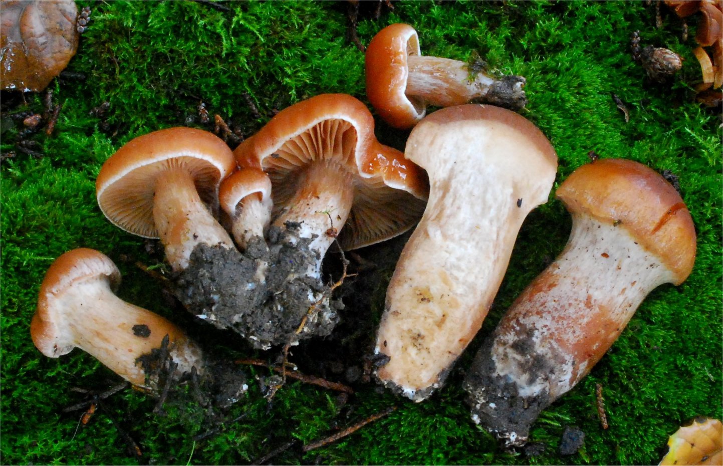 Cortinarius subbalaustinus 30860-4.jpg