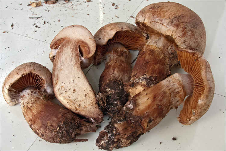 5422-Cortinarius_subferrugineus_6___1809.jpg