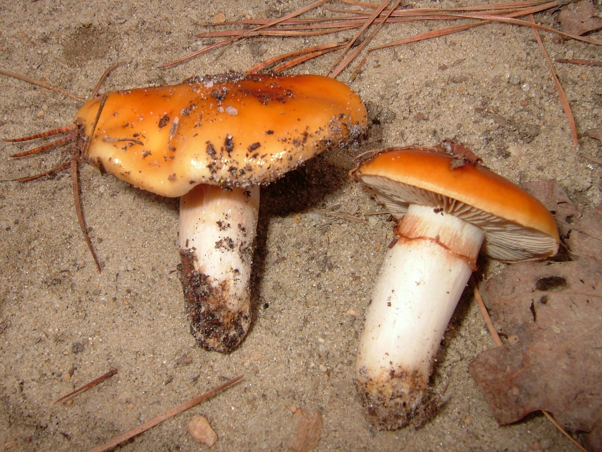 2011-10-26_Cortinarius_mucosus_(Bull.)_J._Kickx_f_178722.jpg