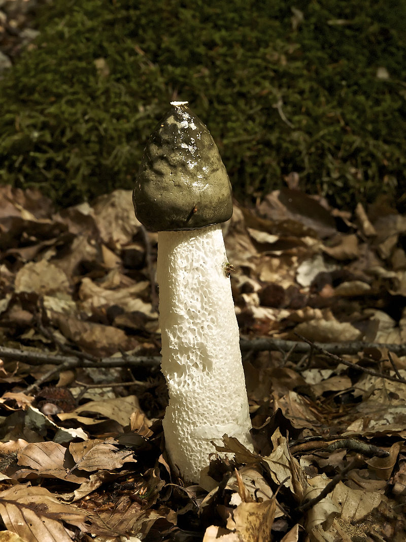 800px-Phallus_impudicus_LC0235.jpg