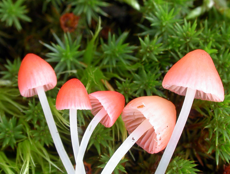 Mycena_adonis.jpg