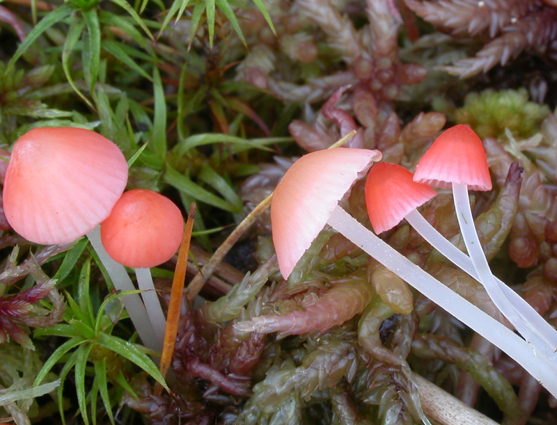 Mycena_adonis1.jpg