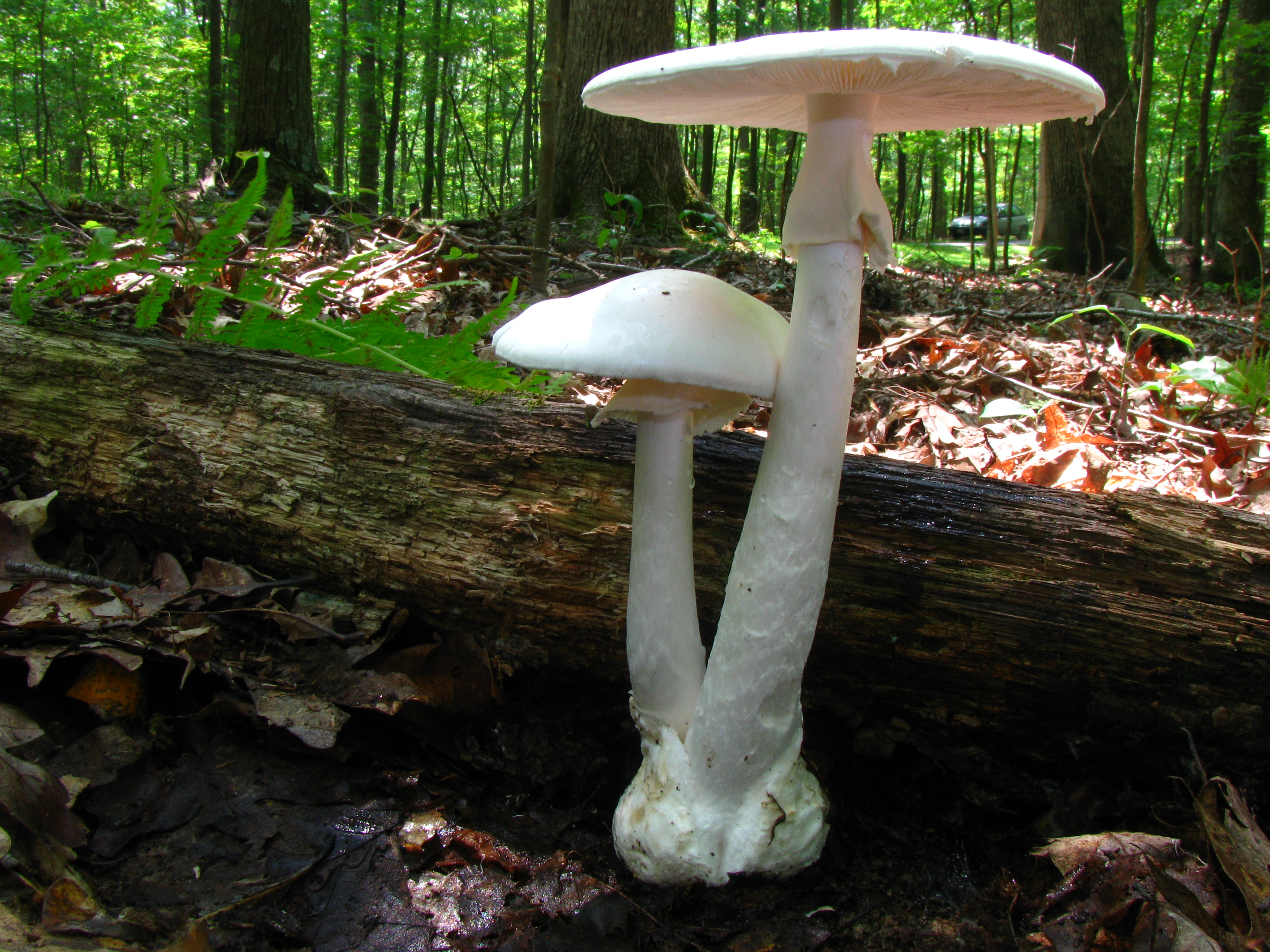 Amanita_bisporigera_17933.jpg