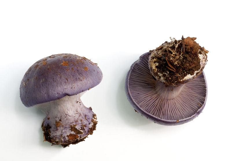 cortinarius_terpsichores_3.jpg