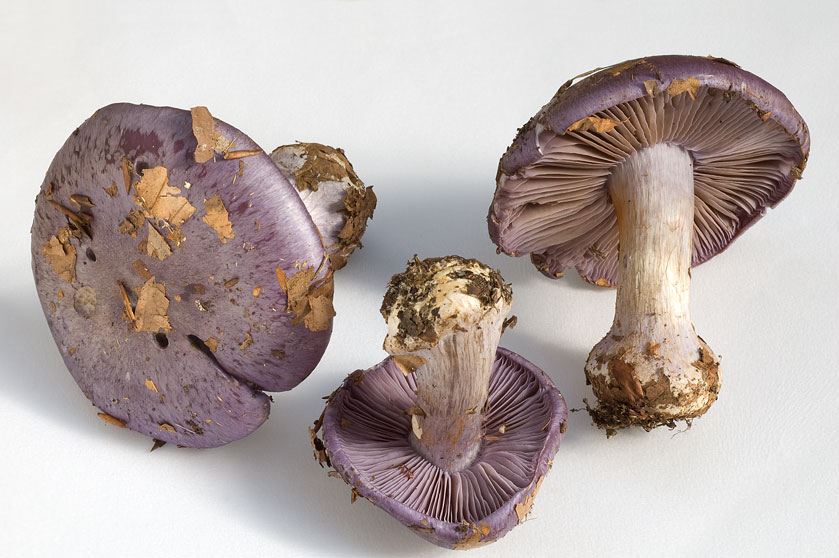cortinarius_terpsichores_2.jpg