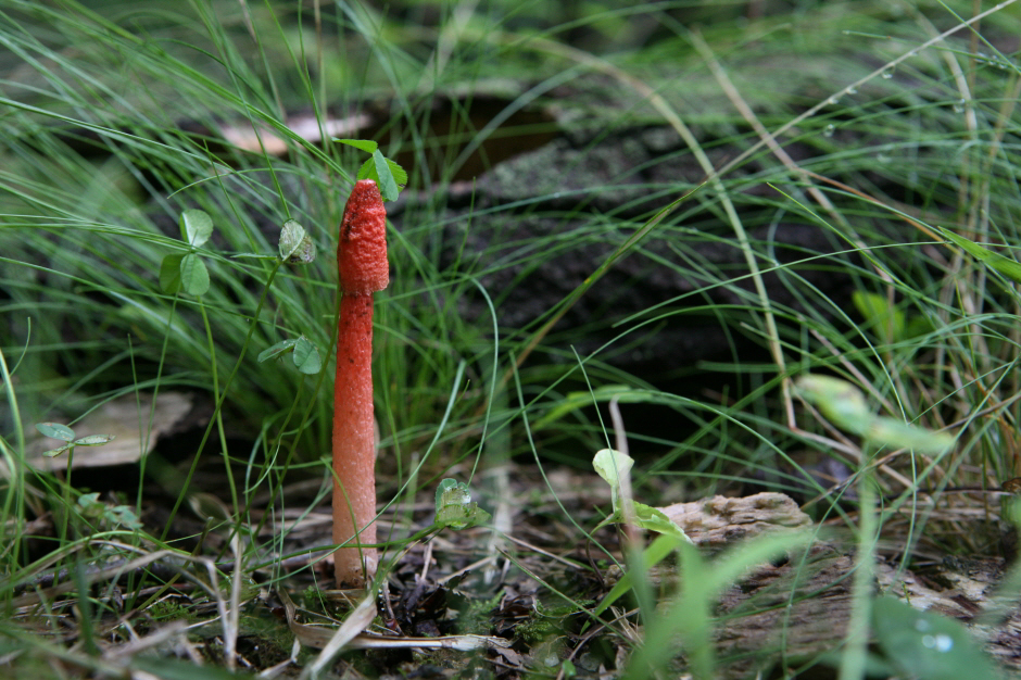 붉은말뚝버섯Phallus rugulosus (Fisch.) O.Kuntze. 100703-1.jpg