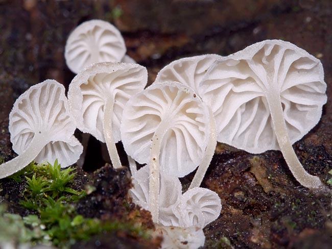 mycena-alba.jpg