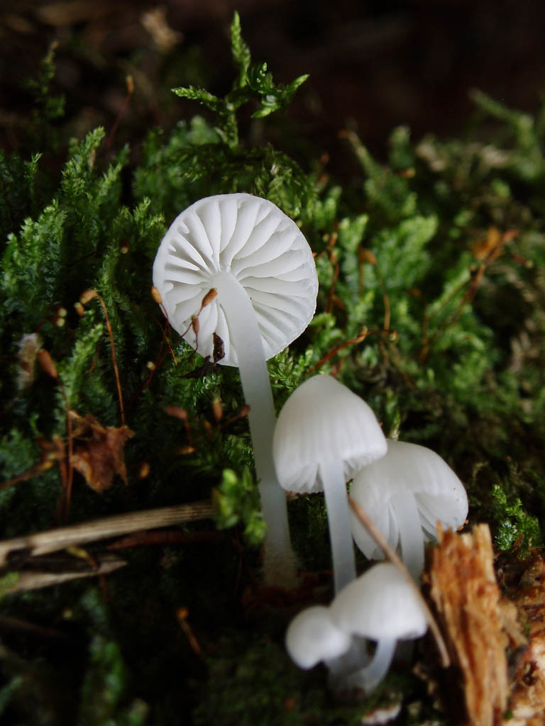 Mycena_alba_2_BVV_20101003.jpg