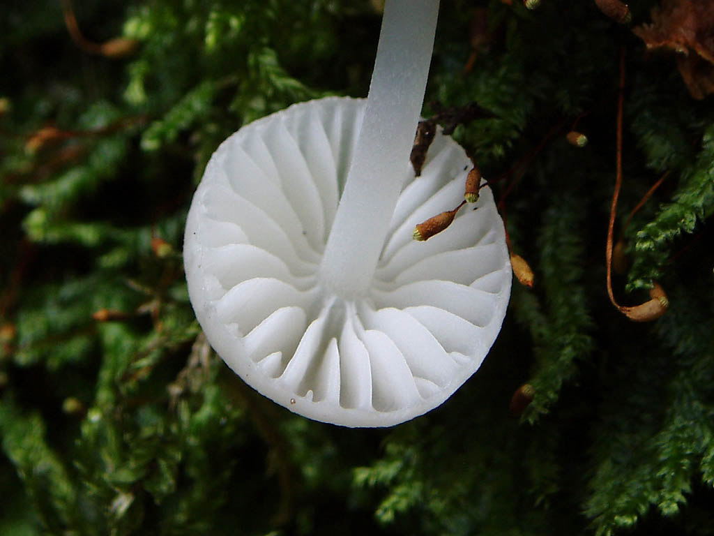 Mycena_alba_3_BVV_20101003.jpg