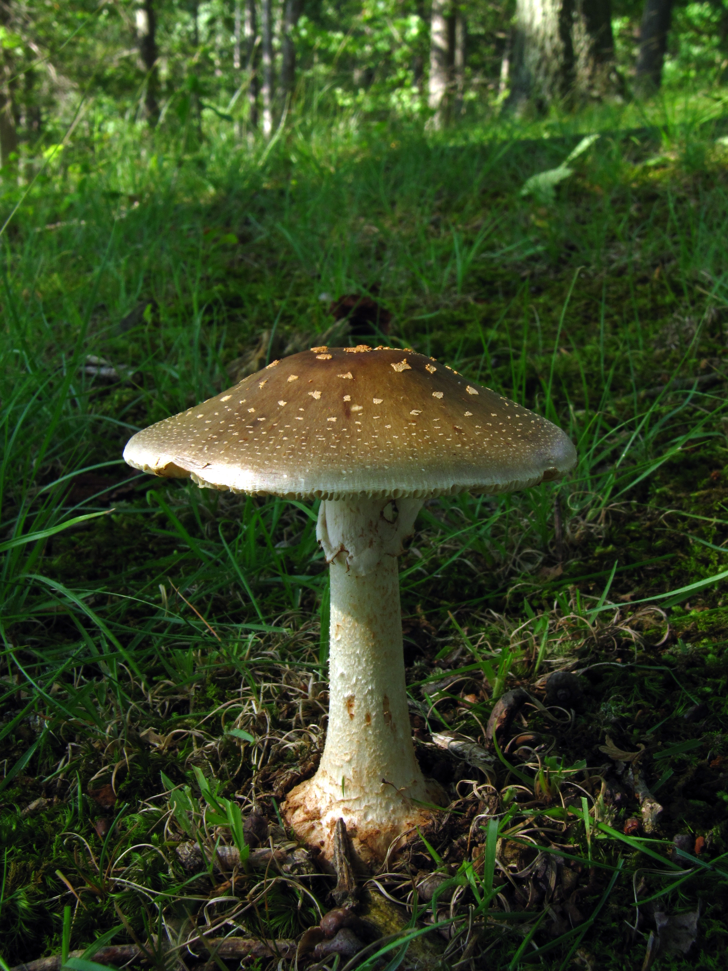 Amanita_brunnescens_89781.jpg