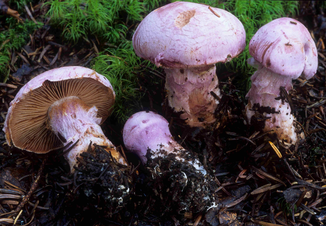 Cortinarius_traganus_39648.jpg