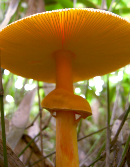 a_caesareoides_007.jpg